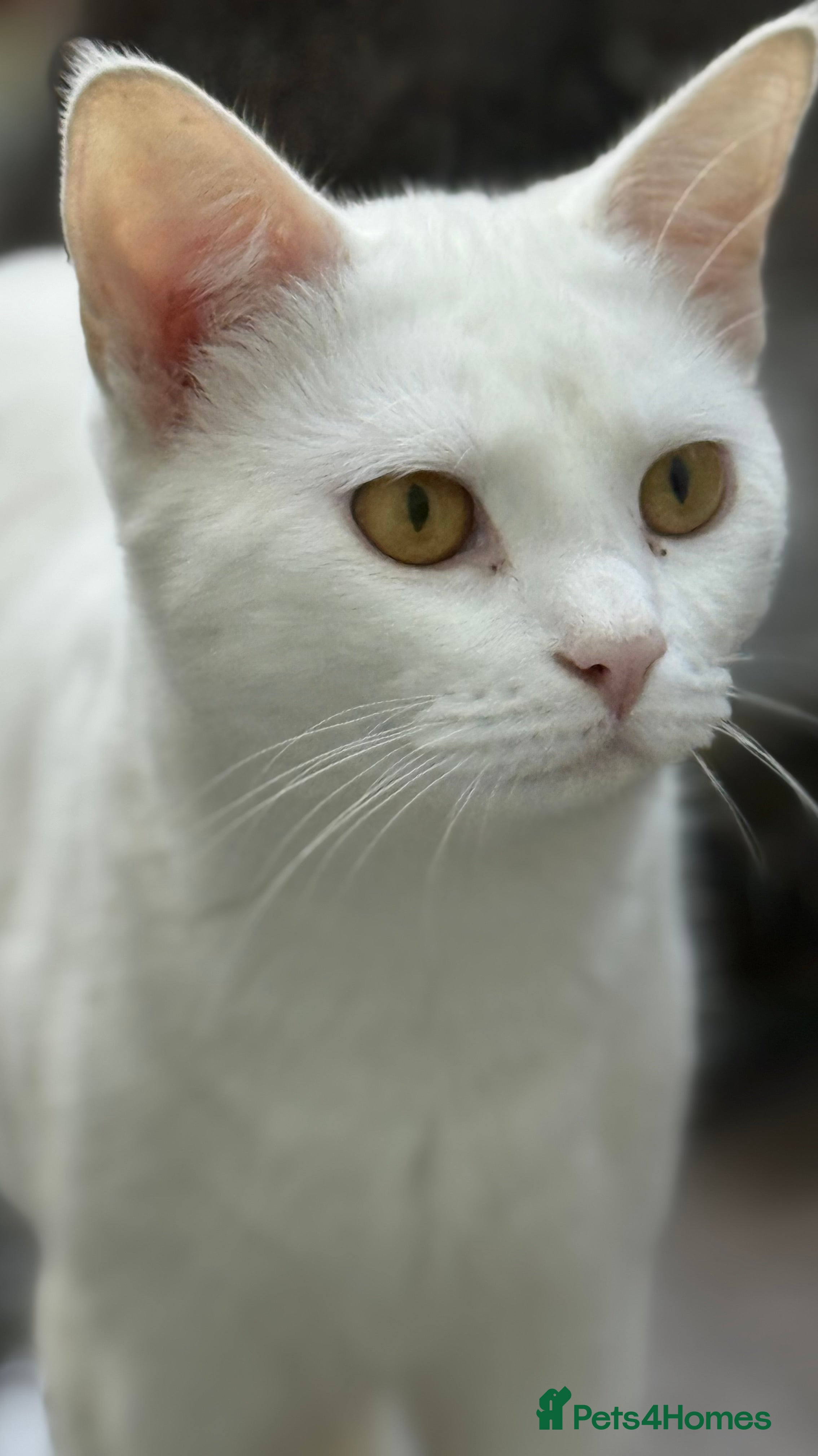 Turkish Van cats Cats for rehome  - Advert 3