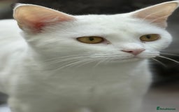 Turkish Van cats for sale: Cats for rehome  - Image 1