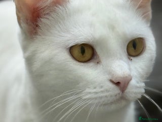 Turkish Van cats for sale - Advert 1