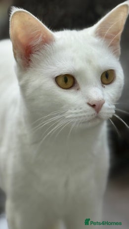 Turkish Van cats - Advert 1