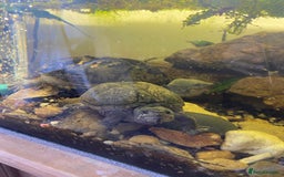 Turtle reptiles for sale: 2 male turtles and set up  - Image 3