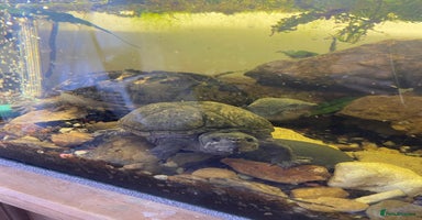 Turtle reptiles - Advert 2