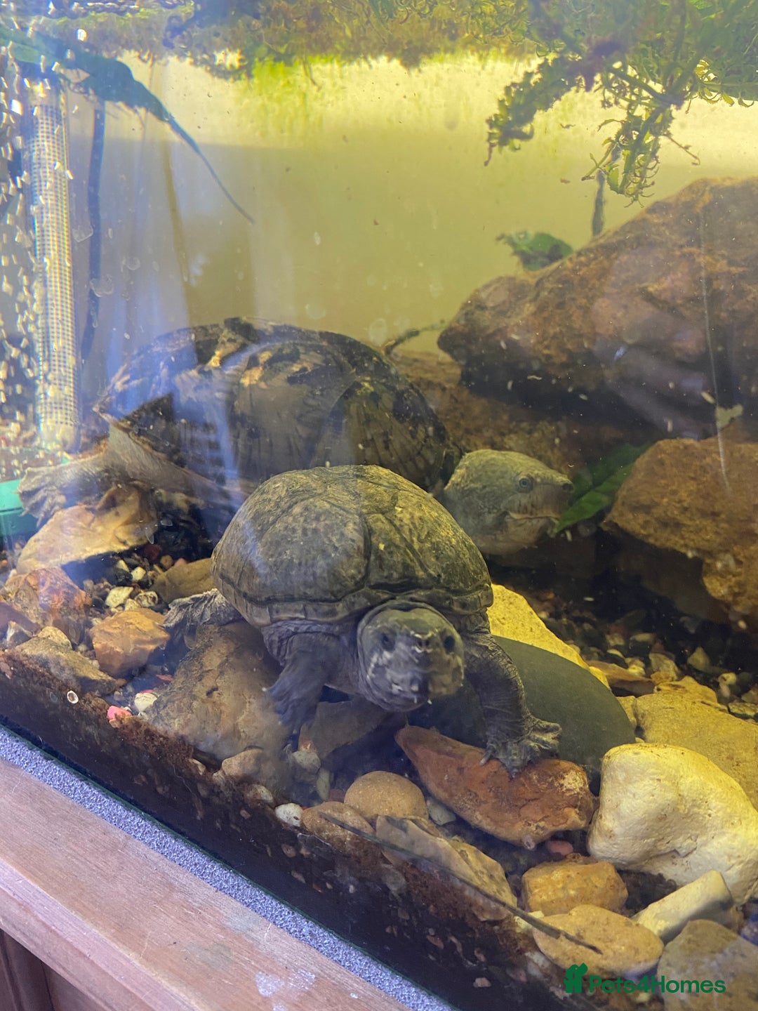 Turtle reptiles for sale: 2 male turtles and set up  - Image 3