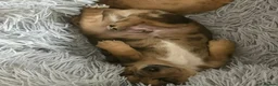 Jackshund dogs for sale: Jackshund puppy - Advert 5