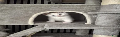 British Shorthair 2