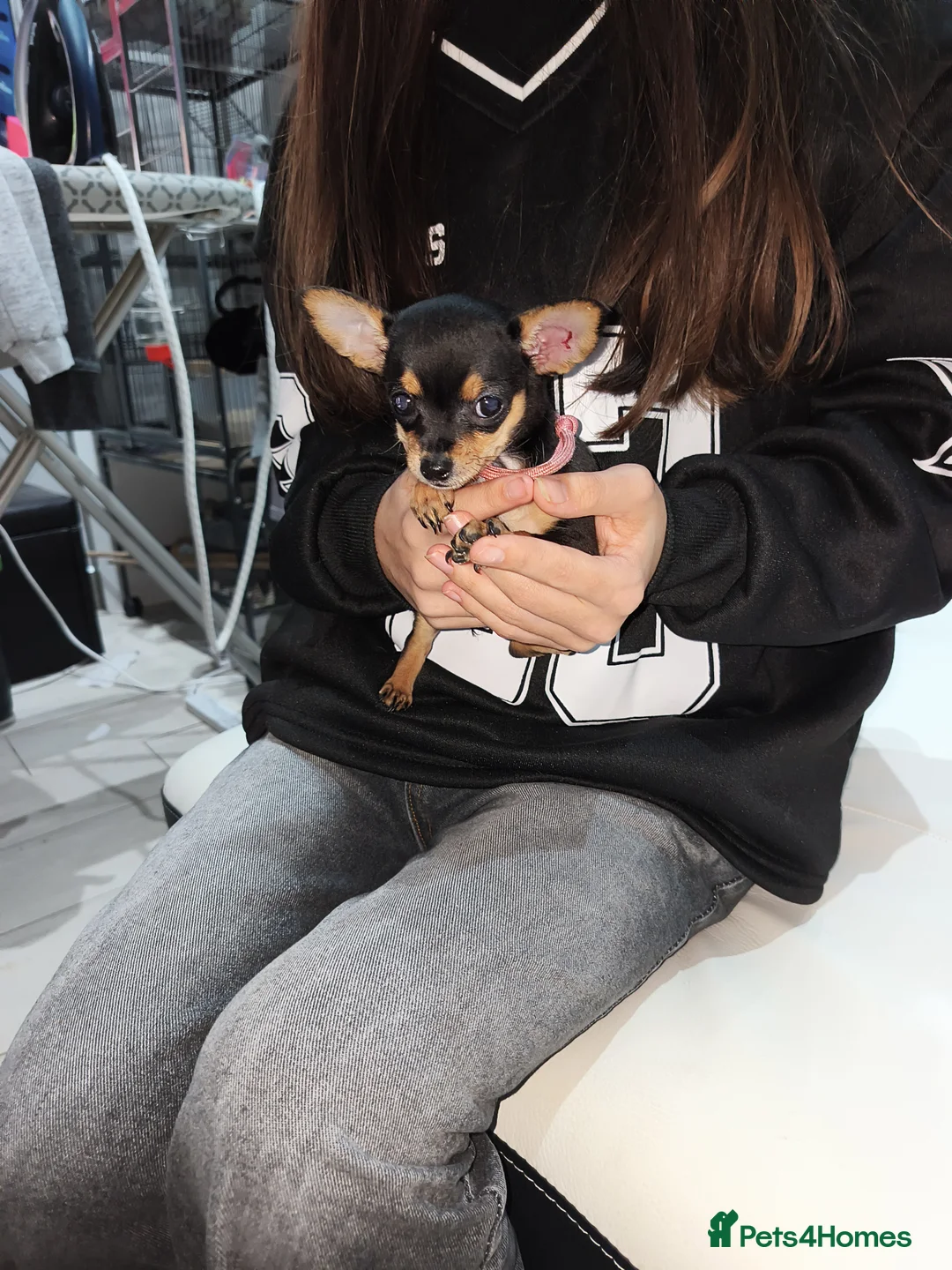 Chihuahua dogs for sale: 🐾Beautiful Xmas Day Chihuahua Puppies-Ready Now🐾 - Advert 9