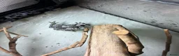 Frog reptiles for sale: 2 amazon milk frogs for sale - Advert 2