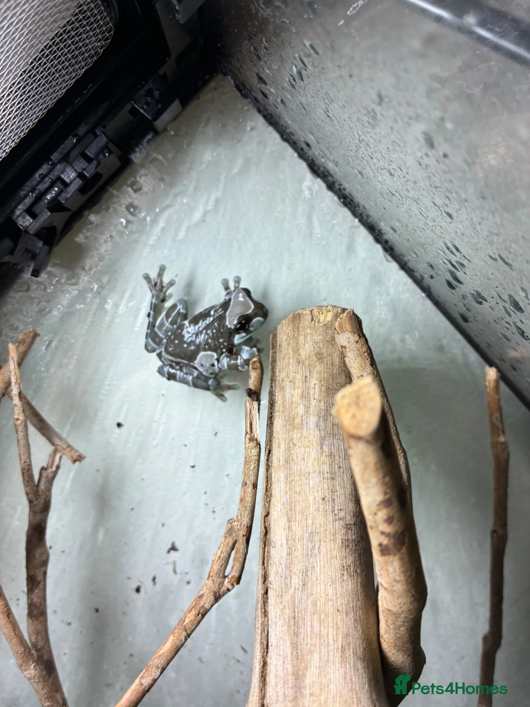 Frog reptiles for sale: 2 amazon milk frogs for sale - Advert 2