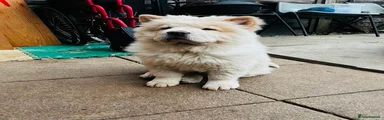 Chow Chow Puppy 2