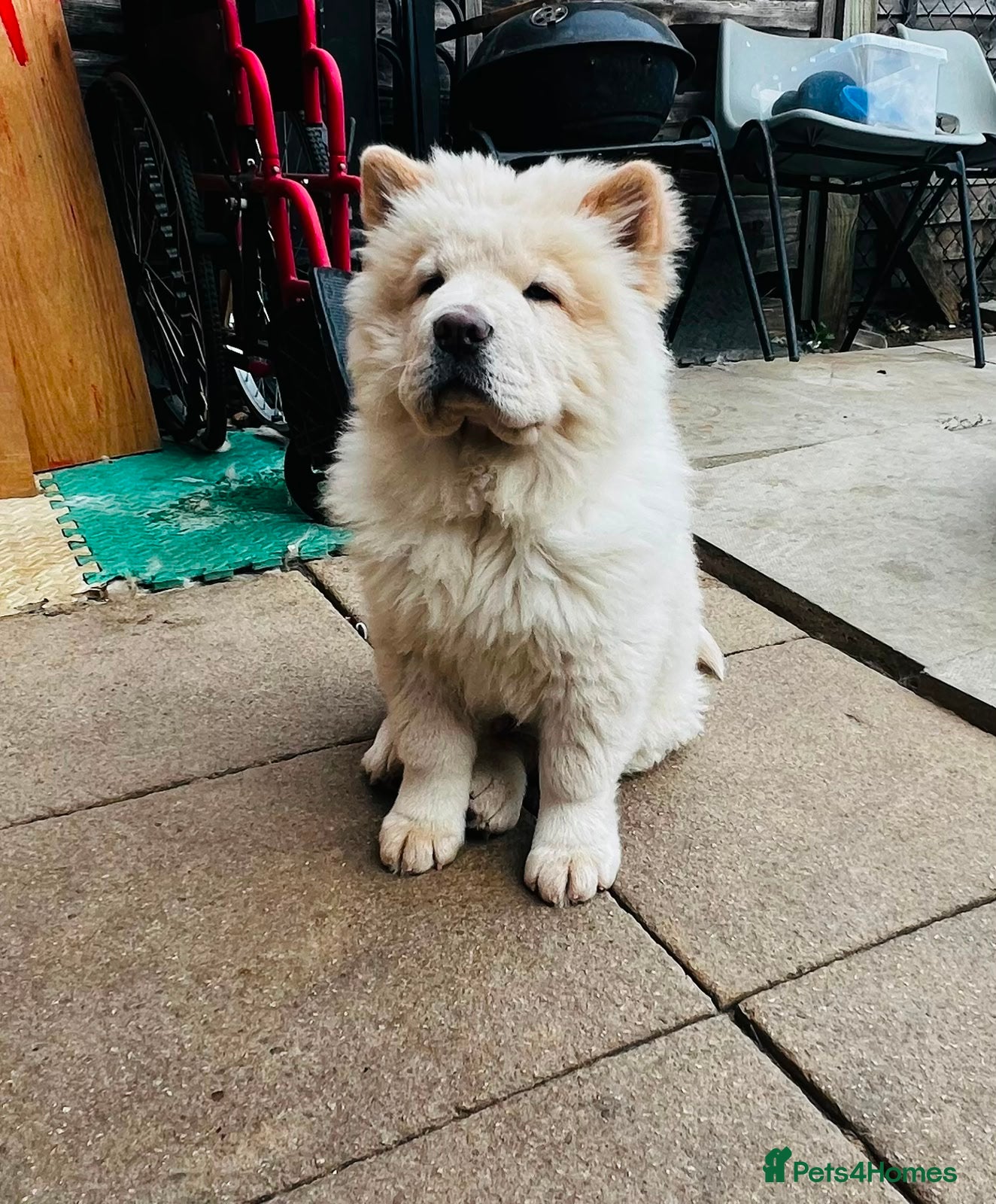 Chow Chow dogs for sale: Beautiful Chow Chow Puppies  - Advert 7