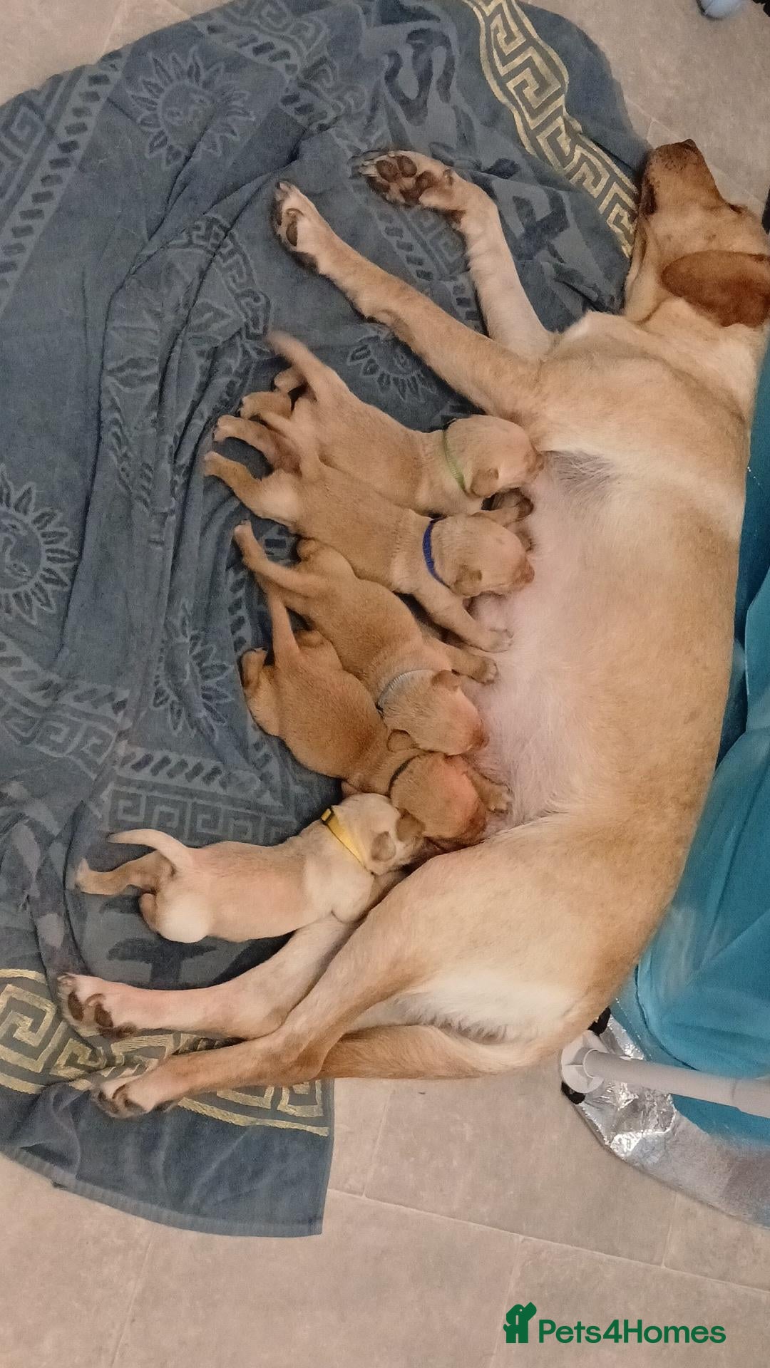 Labrador Retriever dogs Red/Golden Labrador puppies - Advert 2