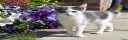 Mixed Breed cats for sale: Affectionate, Playful Ragdoll Cross Kittens - Advert 27