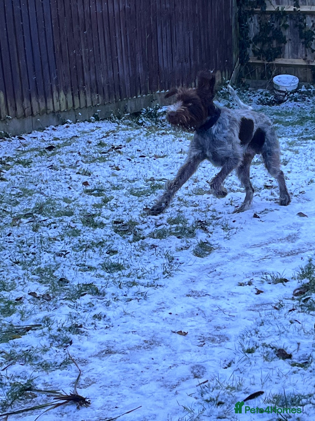 German Wirehaired Pointer dogs for sale: 12 month old GWP - Advert 2