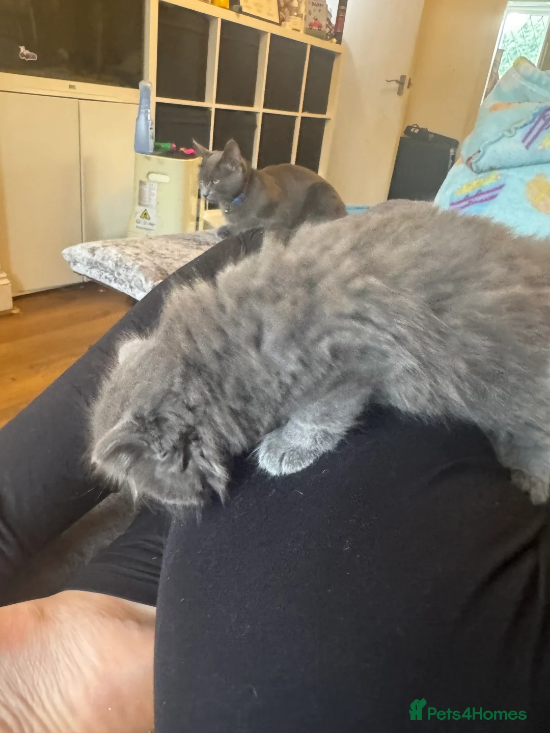 Russian Blue cats for sale: Beautiful Russian blue mix kittens   - Advert 3
