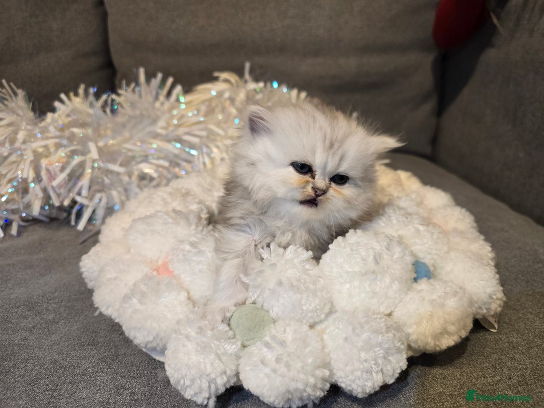Persian cats for sale: Persian fluffy angels - Advert 30
