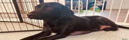 Labrador Retriever dogs for sale: *8 Working Line Labrador Puppies* - Advert 4