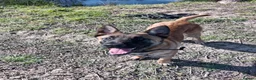 Belgian Shepherd Dog dogs for stud: Proven Malinois Stud – Police Service Bloodline - Advert 6