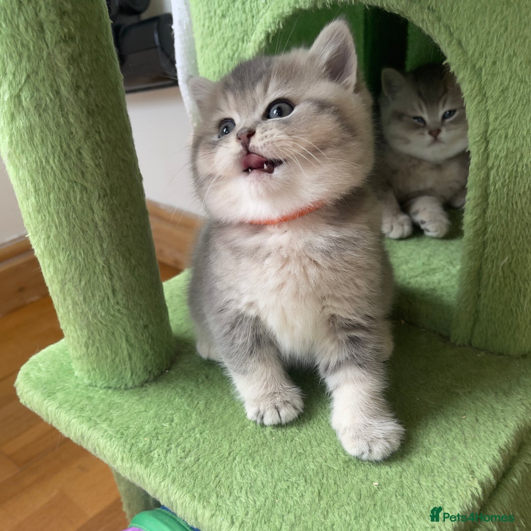 British Shorthair cats for sale: 3 GCCF British Shorthair Kittens– Champion Lines - Image 21