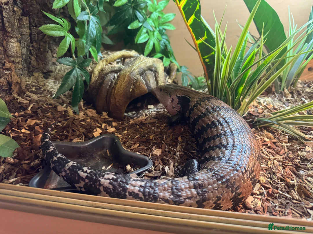 Skink reptiles for sale: Blue tongue skink in Stafford - Advert 2