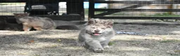 Chow Chow dogs for sale: Genuine chowski puppies  - Advert 29
