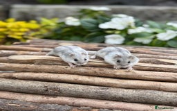 Hamster rodents for sale: Beautiful baby hamsters. Russian Dwarf and Syrian - Image 7
