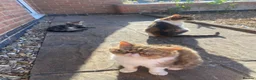 Mixed Breed cats for sale: 🤍 Male kitten 🤍 - Advert 4