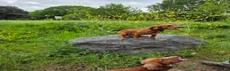 Cocker Spaniel dogs for sale: Male cocker spaniel dog for a new home  - Advert 4