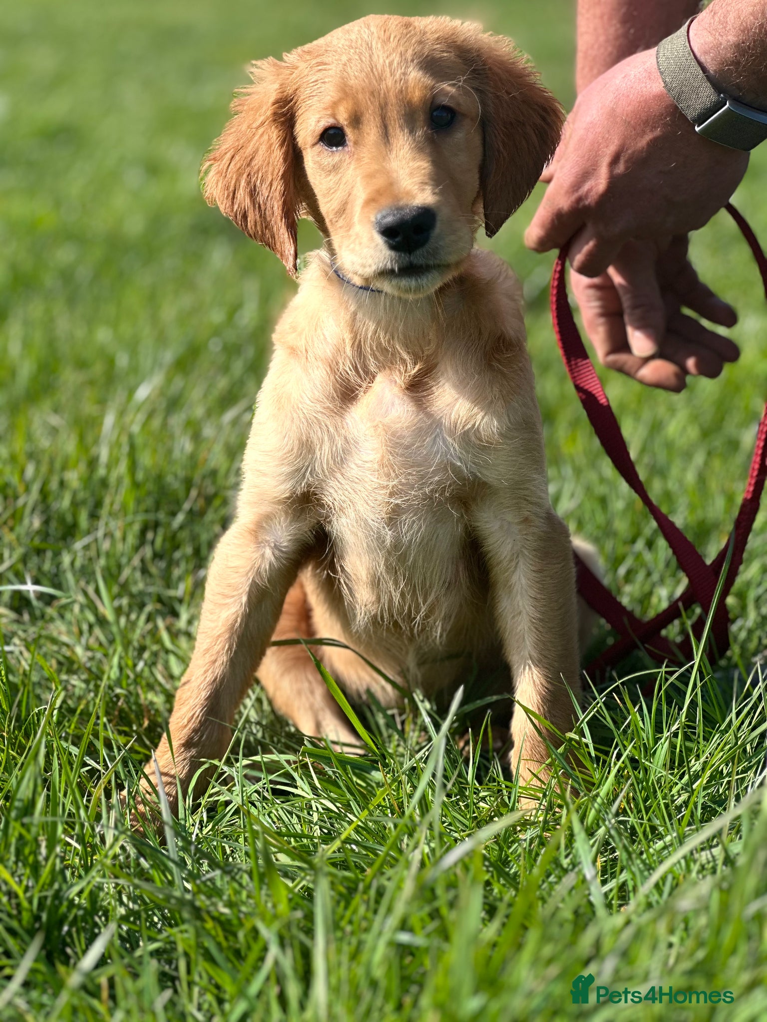 Golden Retriever dogs Dark Golden KC registered Golden retrievers - Advert 16