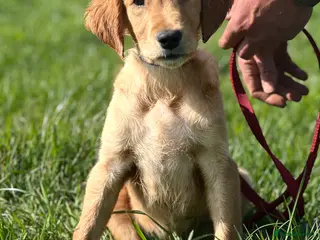 Golden Retriever dogs Dark Golden KC registered Golden retrievers - Advert 2