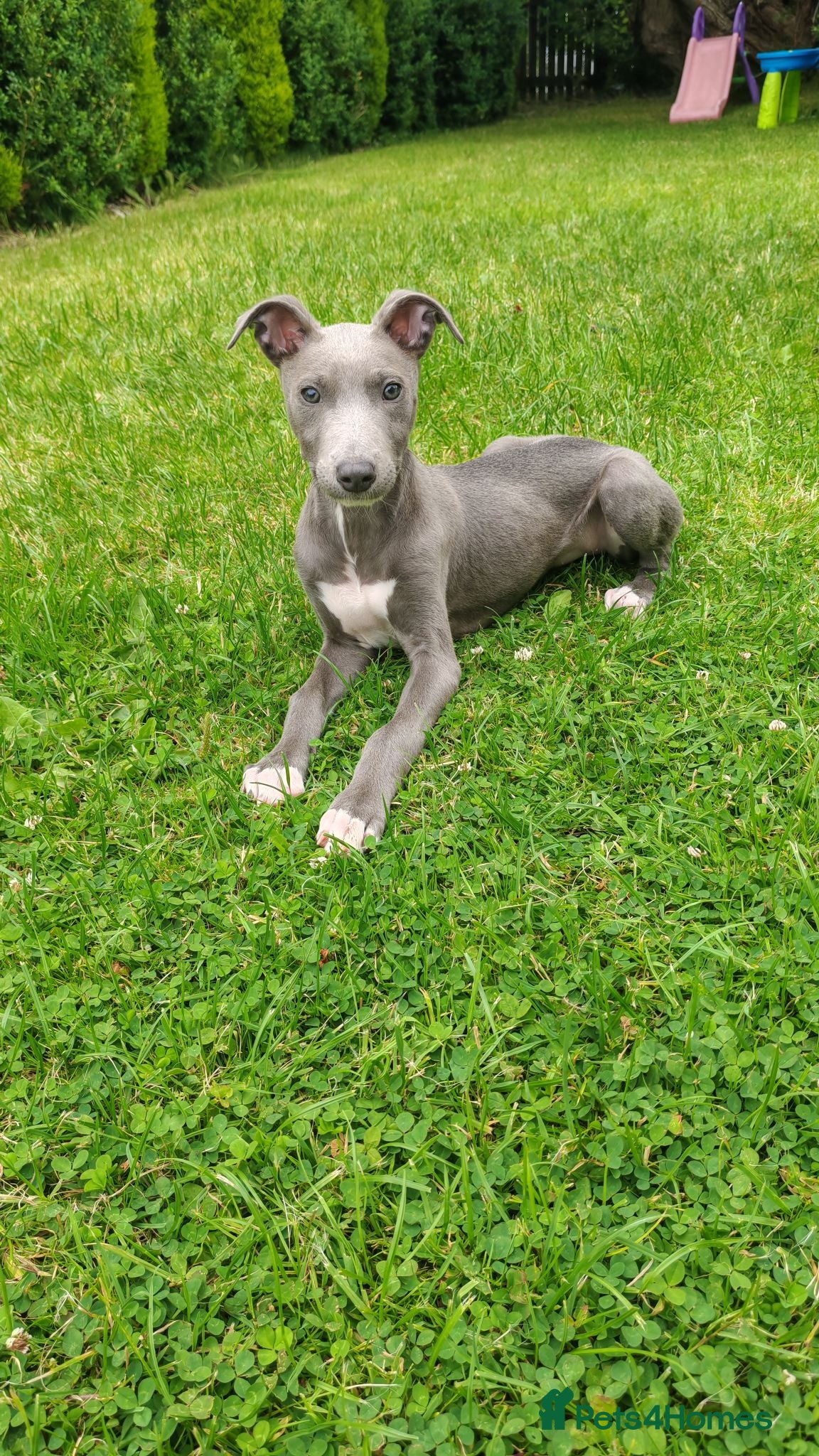 Mixed Breed dogs Saluki bullcross pup - Advert 6