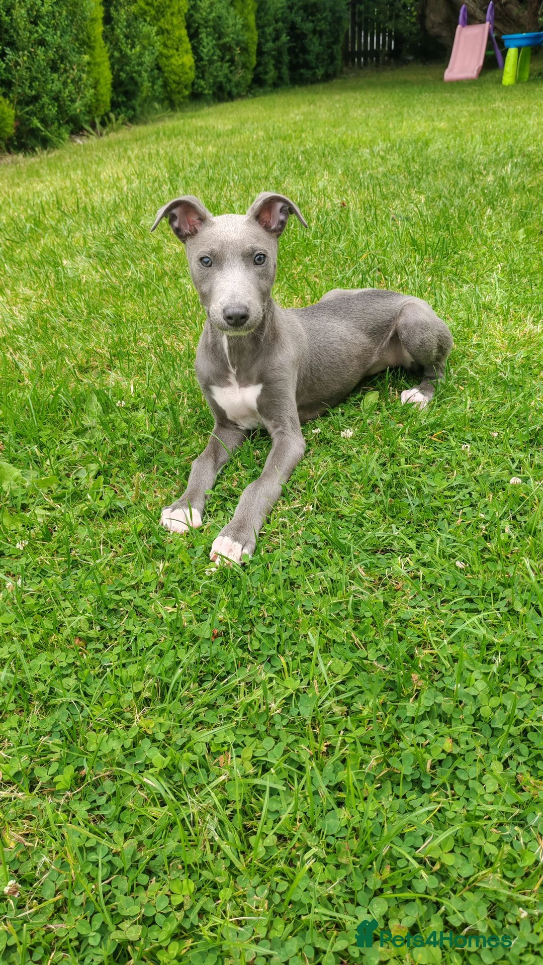 Mixed Breed dogs for sale: Saluki bullcross pup - Advert 1