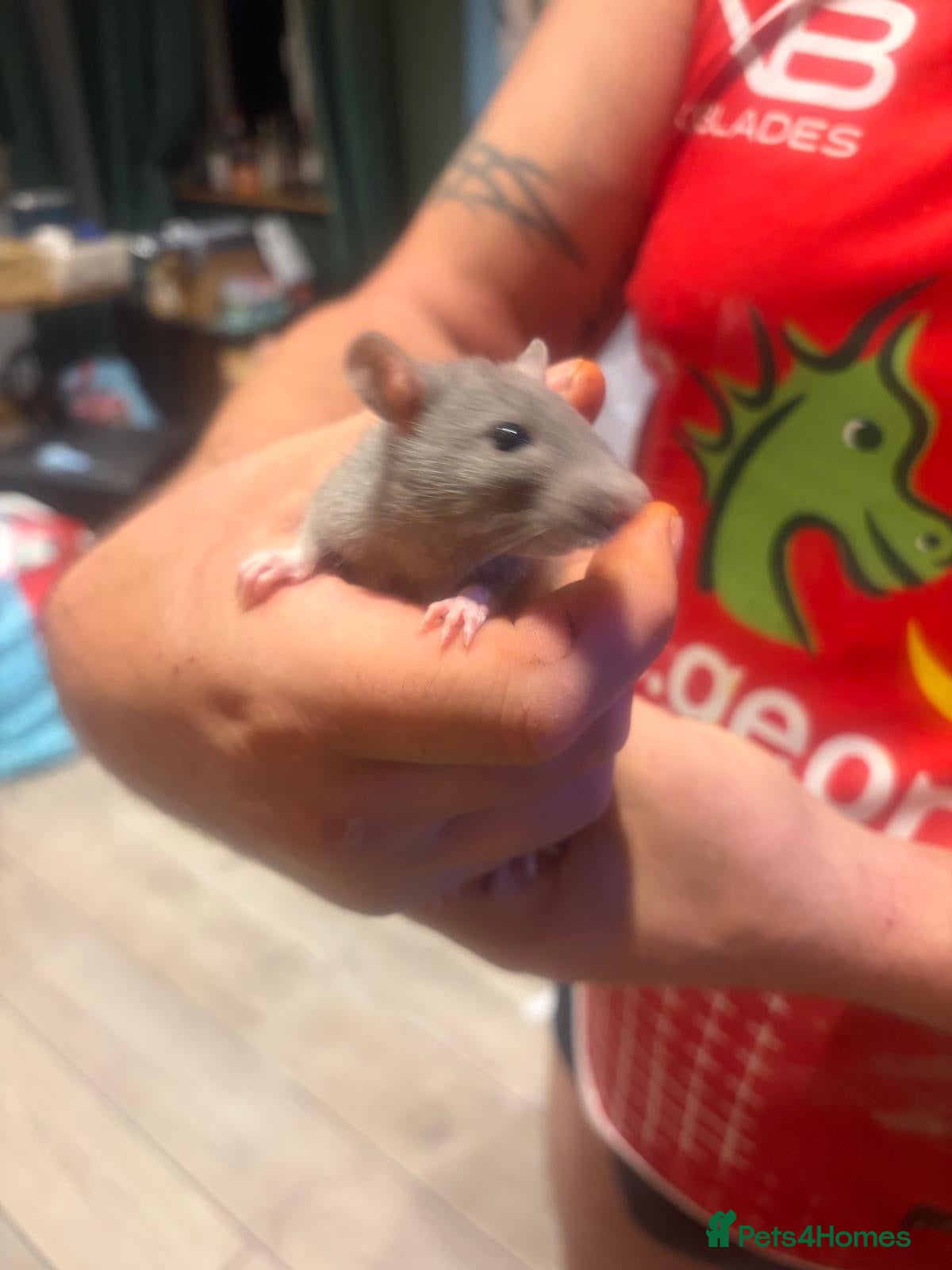 Rat rodents Male and female rats ready for their forever home - Advert 9