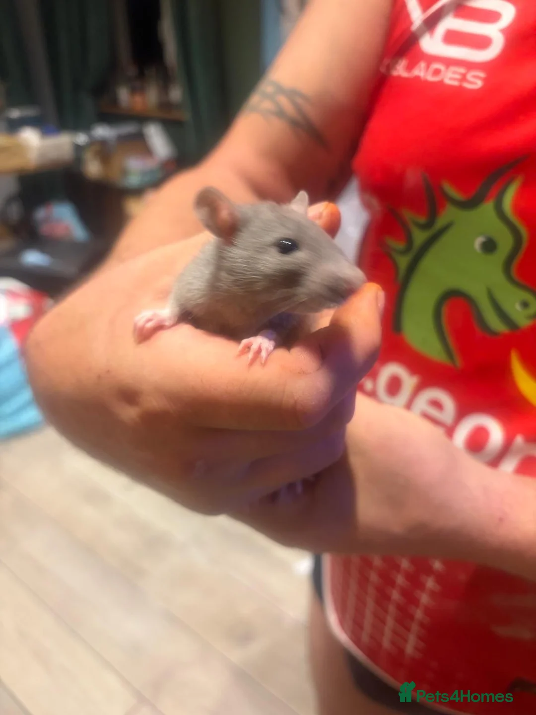 Rat rodents for sale: Male and female rats ready for their forever home - Advert 1