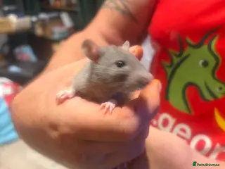 Rat rodents Male and female rats ready for their forever home - Advert 14
