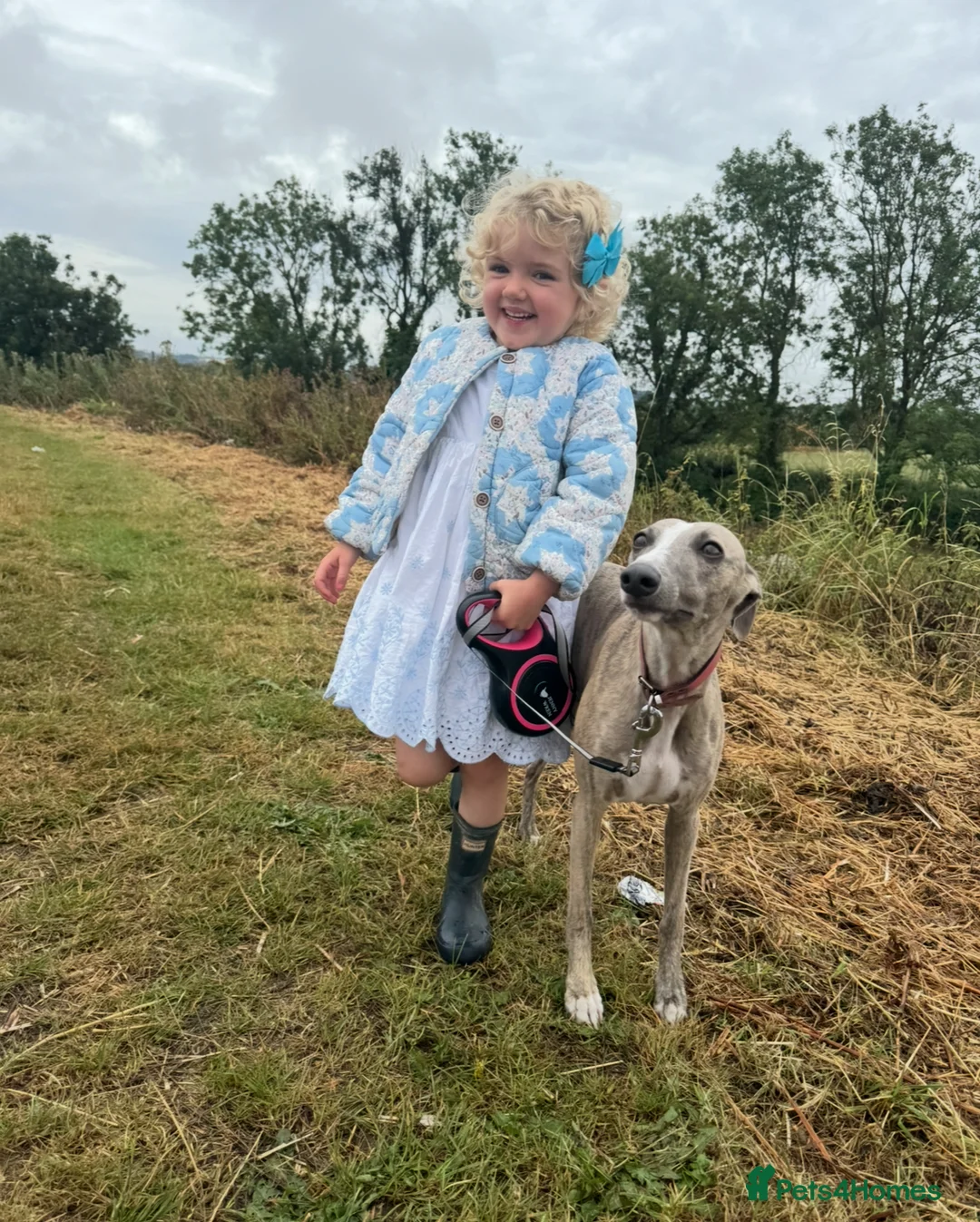 Whippet dogs for sale: Top quality KC registered Whippet pups - Advert 17