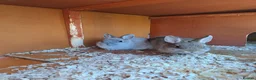 Netherland Dwarf rabbits for sale: Purebred Netherland Dwarf Rabbits - Advert 2
