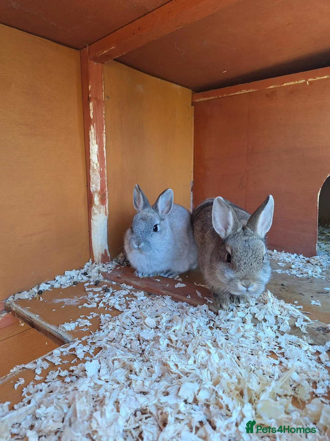 Netherland Dwarf rabbits for sale: Purebred Netherland Dwarf Rabbits - Advert 2