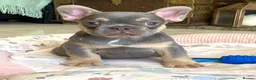 French Bulldog dogs for sale: 2 LEFT!! TOP QUALITY FRENCH BULLDOG PUPPIES - Advert 16