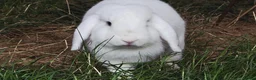 Mini Lion Lop rabbits for sale: Two Mini Lops - Male  - Advert 6