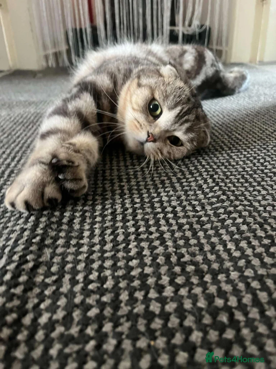 Scottish Fold cats for sale: Scottish fold kittens  - Advert 1
