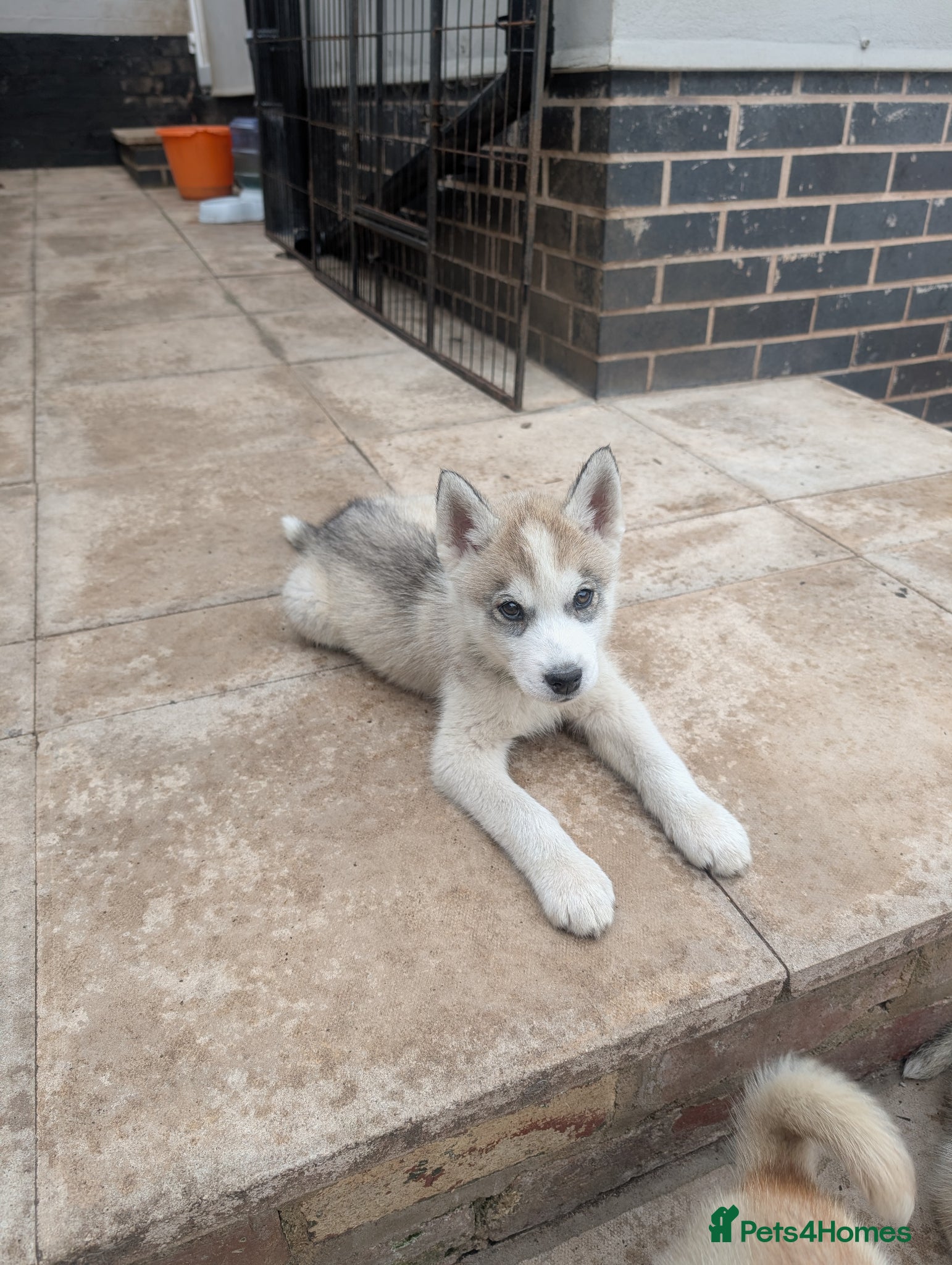 Siberian Husky dogs for sale: Siberian Husky puppies - Advert 21