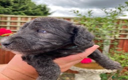 Bedlington Terrier dogs for sale: Bedlington Terrier puppies for sale in Hertford - Image 9