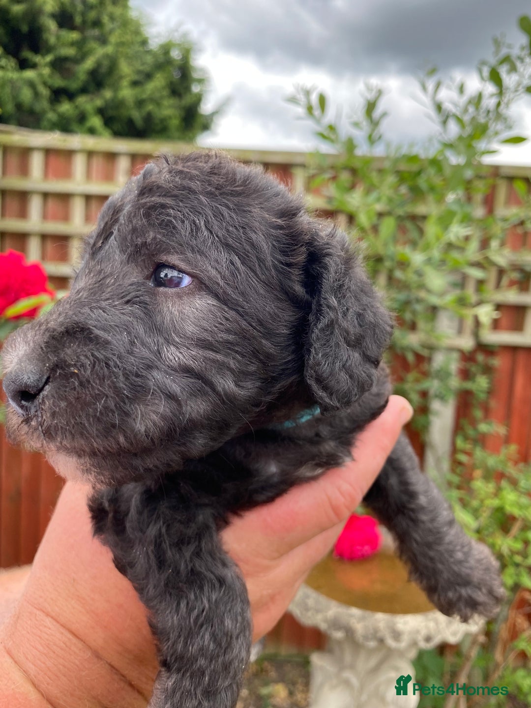 Bedlington Terrier dogs for sale: Bedlington Terrier puppies for sale in Hertford - Image 9
