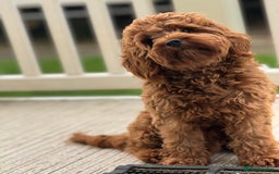 Cavapoo dogs for sale: Beautiful Cavapoo puppies  - Image 14