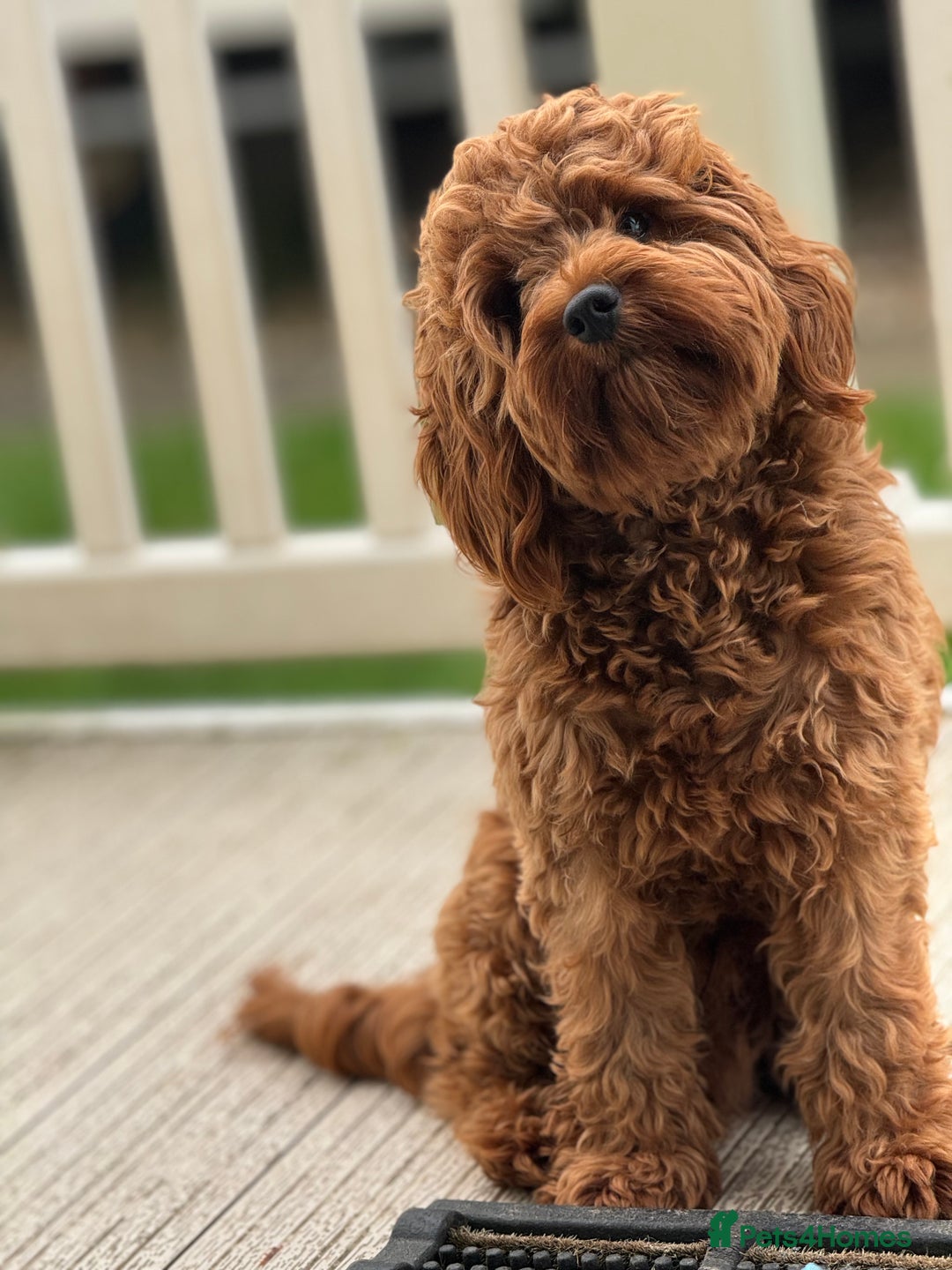 Cavapoo dogs for sale: Beautiful Cavapoo puppies  - Image 14