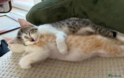 Oriental cats for sale: The Cutest Babies Hand Reared From 2 Weeks - Image 19