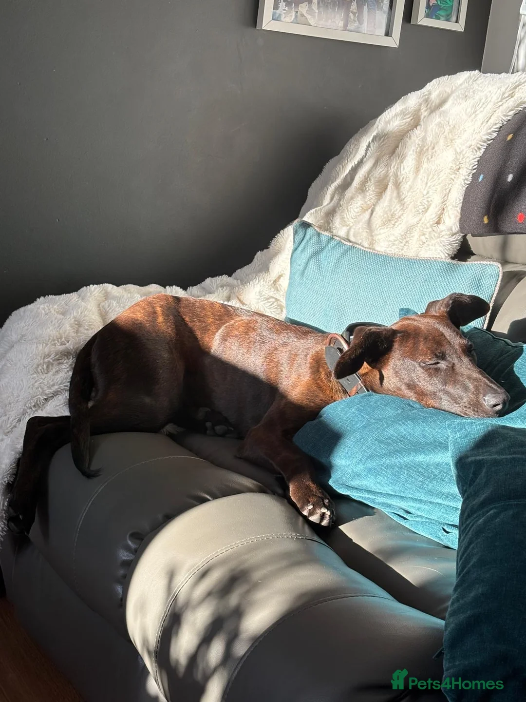 Mixed Breed dogs for sale: 7 month old Dutch shepherd/Chinese red mix - Advert 3