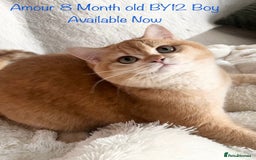 British Shorthair cats for sale: 🏆 Active Golden British Shorthair by12  💙 in Guisborough - Image 1