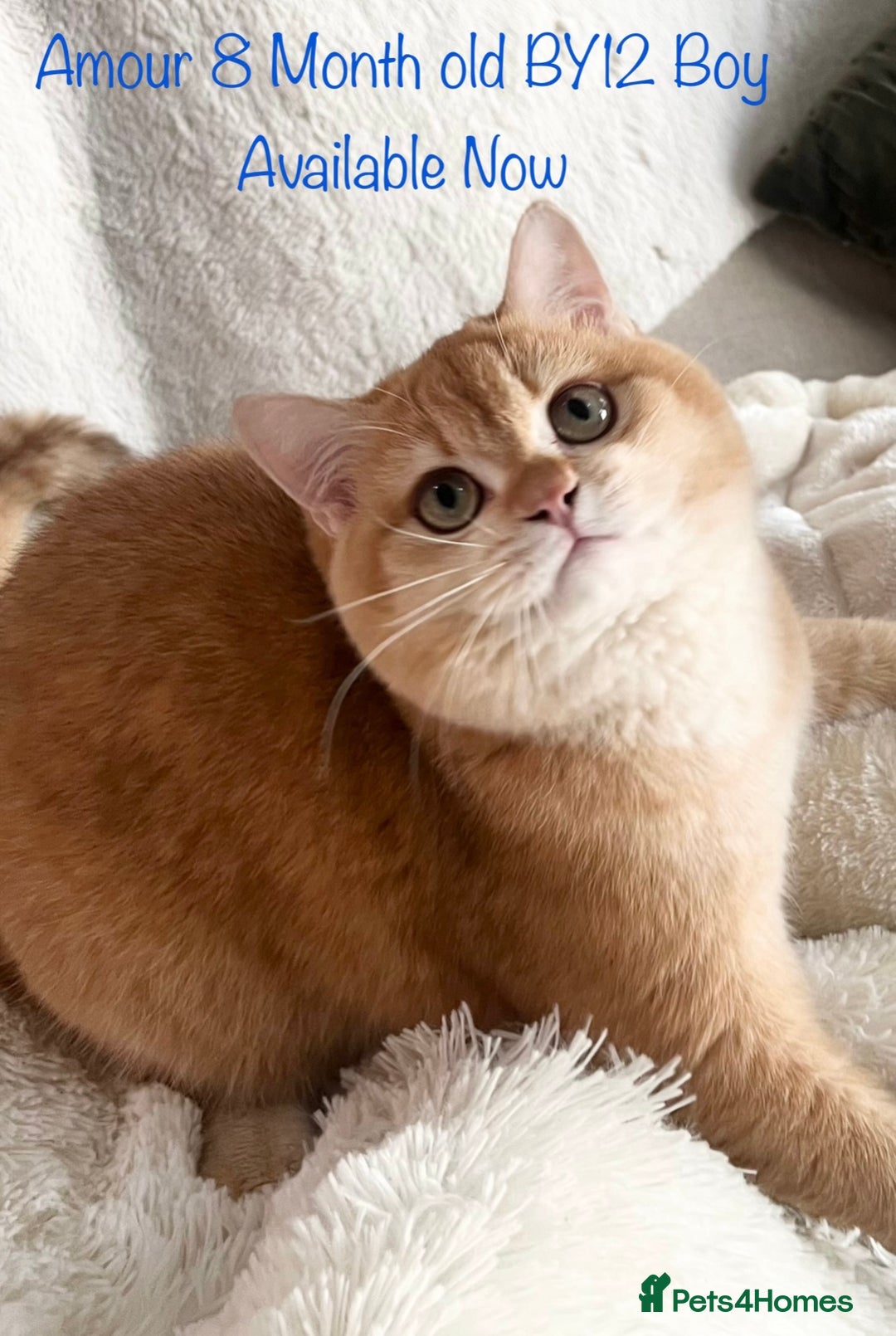 British Shorthair cats for sale: 🏆 Active Golden British Shorthair by12  💙 in Guisborough - Image 1