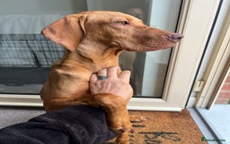 Hungarian Vizsla dogs for sale: Male Hungarian vizsla to rehome  - Image 3